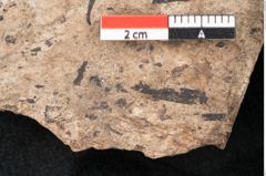 Foto (Detailansicht) von Araucaria sternbergii Goeppert (NHMW-GEO-2024-0188-8279)